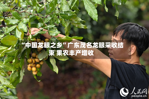 “中国龙眼之乡”广东茂名龙眼采收结束 果农丰产增收-第2张图片