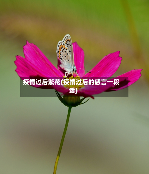 疫情过后繁花(疫情过后的感言一段话)